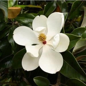 Magnolia grandiflora Edith Bogue, Örökzöld magnolia