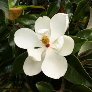 Magnolia grandiflora Edith Bogue, Örökzöld magnolia