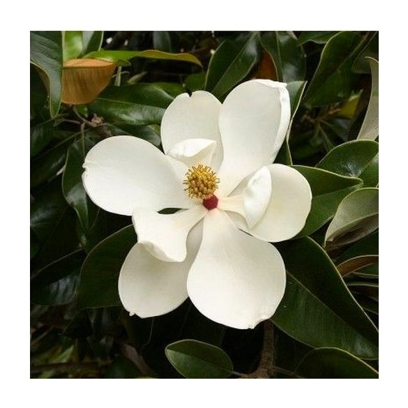 Magnolia grandiflora Edith Bogue, Örökzöld magnolia