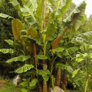 Musa sikkimensis  10 mag