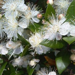 Myrtus communis, valódi mirtusz