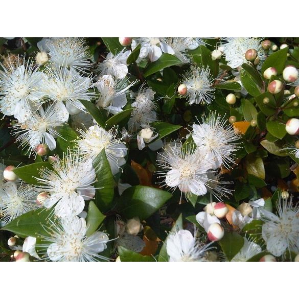 Myrtus communis, valódi mirtusz