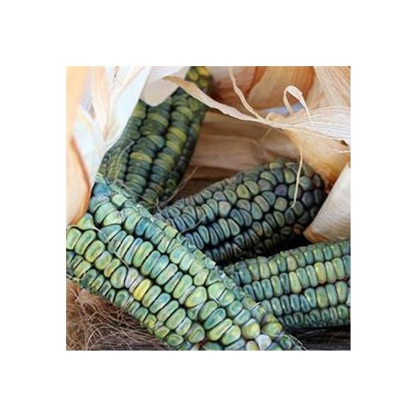 Oaxacan Green Zöld kukorica 10 mag
