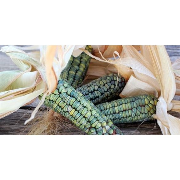 Oaxacan Green Zöld kukorica 10 mag