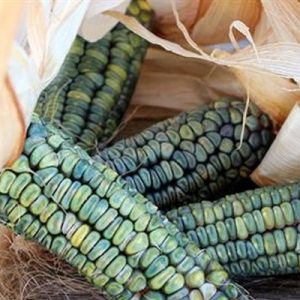 Oaxacan Green Zöld kukorica 30 mag