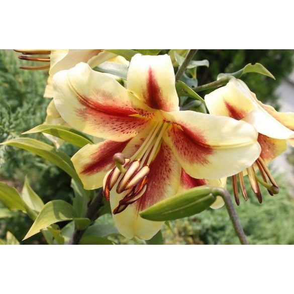 OT hybrid Treelily - Lavon 1 hagyma