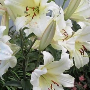 OT hybrid Treelily - Pretty Woman 1 hagyma