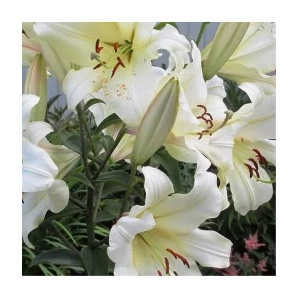 OT hybrid Treelily - Pretty Woman 1 hagyma