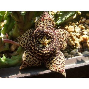 Orbea variegata