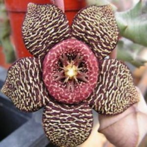 Orbea variegata atrata