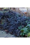 Ophiopogon planiscapus ‘Nigrescens’ Ophiopogon planiscapus ‘Nigrescens’
