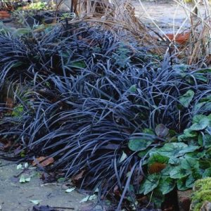 Ophiopogon planiscapus ‘Nigrescens’