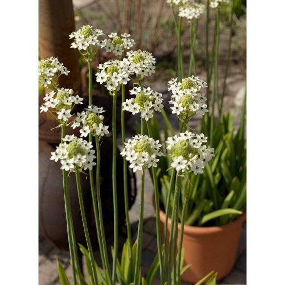 Ornithogalum saundersiae eladó