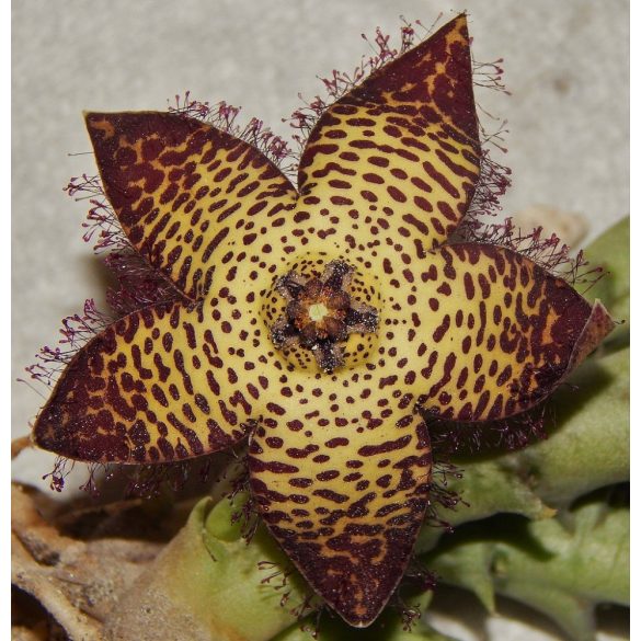 Orbea speciosa