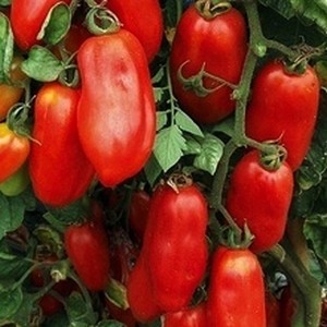 San Marzano mini paradicsom 10 mag