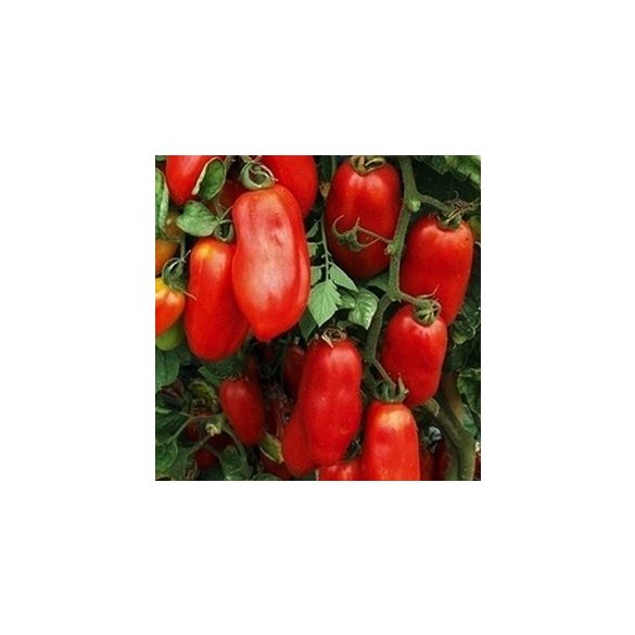 San Marzano mini paradicsom 10 mag