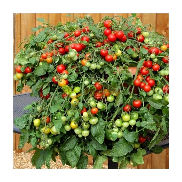 Garden Gem paradicsom 10 mag