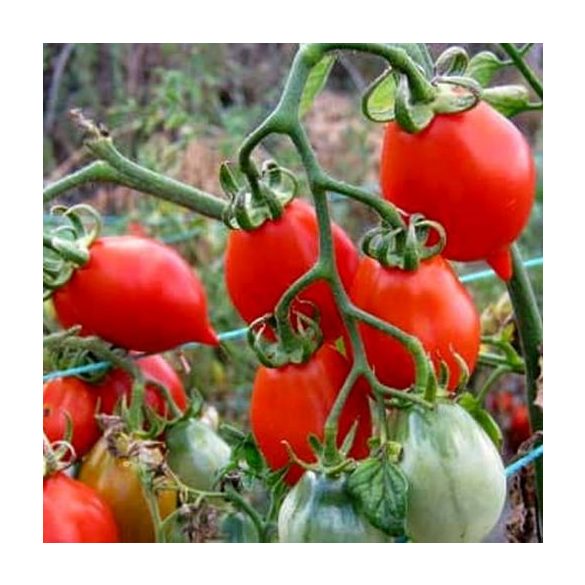 Pomodori del Piennolo paradicsom 5 mag