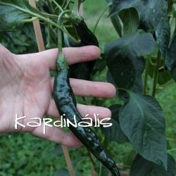 Pasilla Bajio chili 10 mag