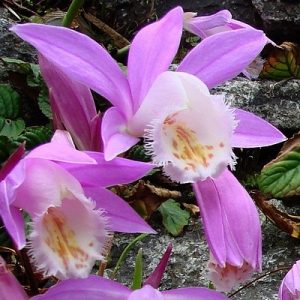 Pleione formosanum 1 hagyma csoport.