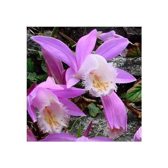 Pleione formosanum 1 hagyma csoport.