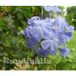 Plumbago, Plumbago auriculata 1 tő