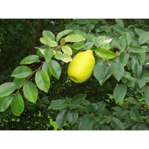 Pseudocydonia sinensis – kínai hamisbirs