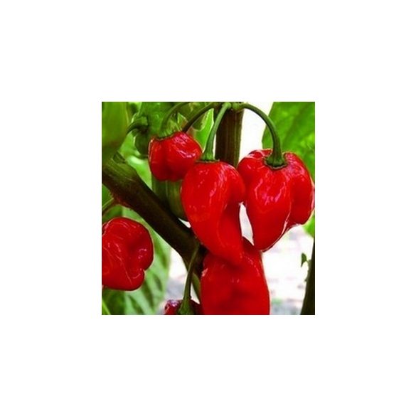 Red Savina 10 mag