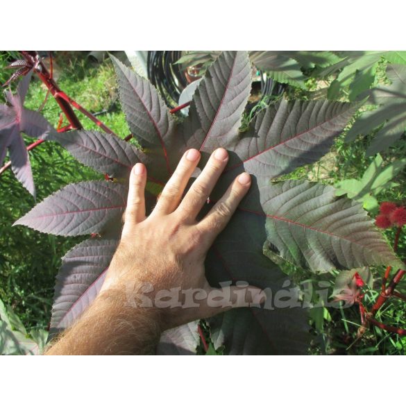 Csodafa - Ricinus communis 5 mag