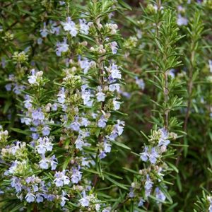 Rosmarinus officinalis, Rozmaring