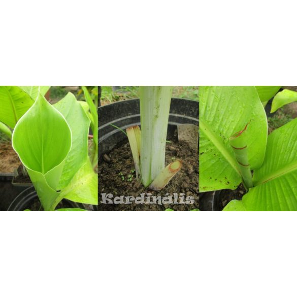 Ensete glaucum, Snow banana, Havasi banán 10 mag