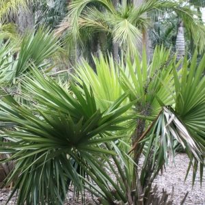 Sabal minor 'Cherokee' 10 mag