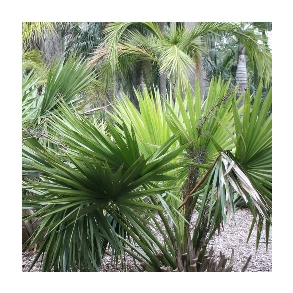 Sabal minor 'Cherokee' 10 mag