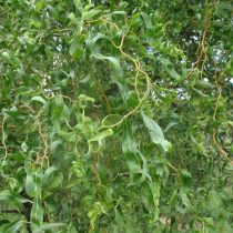 Salix matsudana, Spirálfűz