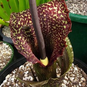 Sauromatum venosum 1 hagyma