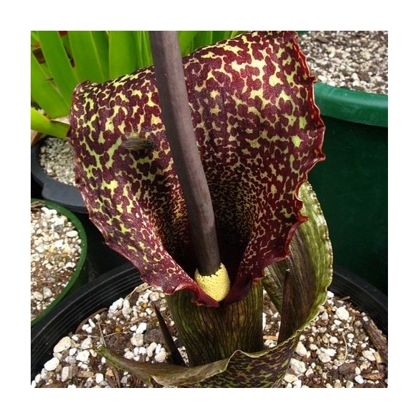 Sauromatum venosum 1 hagyma