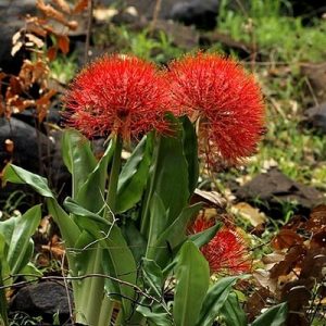 Scadoxus multiflorus 