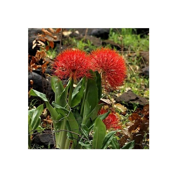 Scadoxus multiflorus 