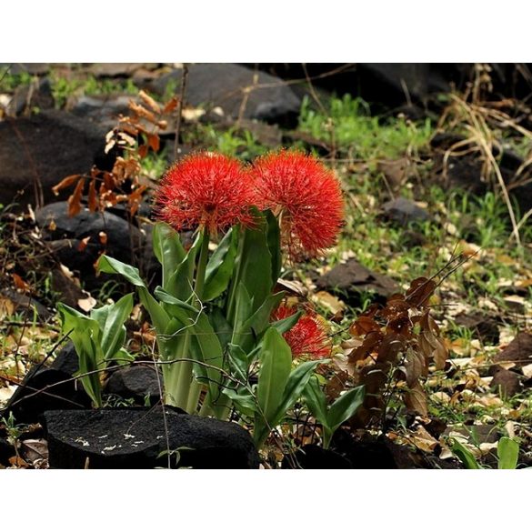 Scadoxus multiflorus 