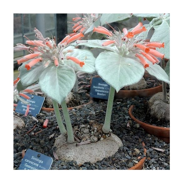 Sinningia canescens 7-12 mag