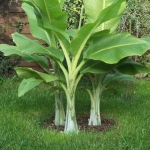 Ensete glaucum, Snow banana, Havasi banán