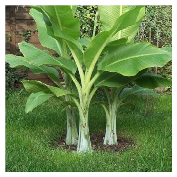 Ensete glaucum, Snow banana, Havasi banán