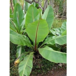 Ensete glaucum Abyssinia