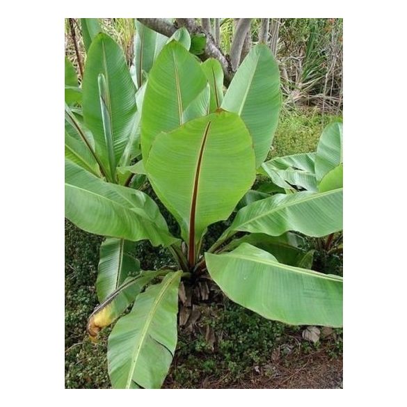 Ensete glaucum Abyssinia