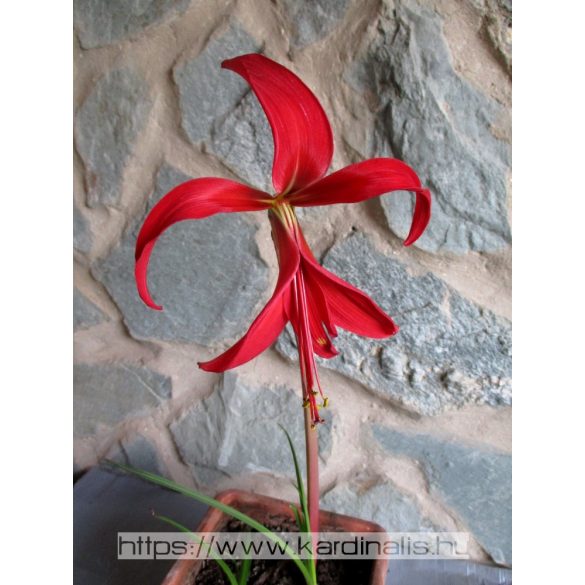 Sprekelia formosissima - cserepes