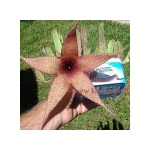 Stapelia gigantea
