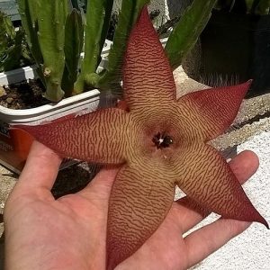 Stapelia grandiflora