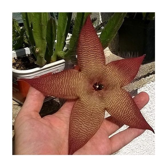 Stapelia grandiflora