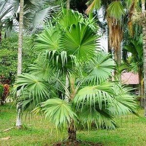 Thrinax parviflora 10 mag