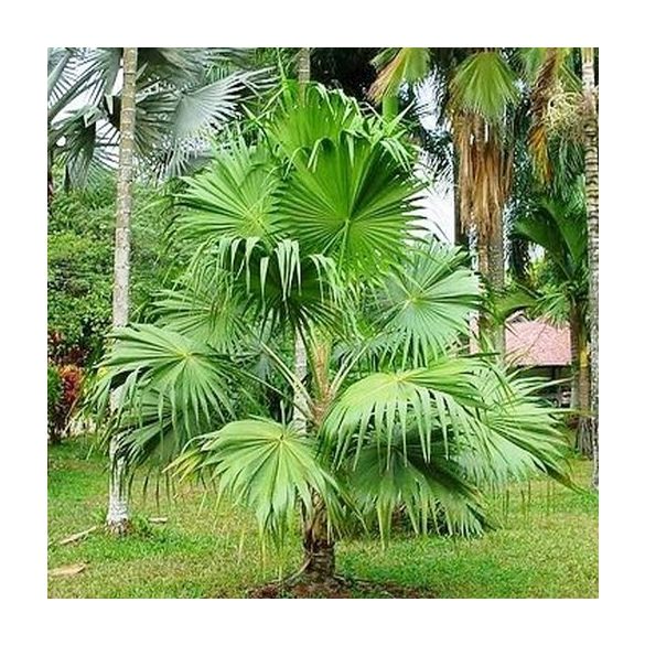 Thrinax parviflora 10 mag